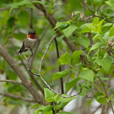 Colibri à gorge rubis mâle 